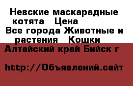 Невские маскарадные котята › Цена ­ 15 000 - Все города Животные и растения » Кошки   . Алтайский край,Бийск г.